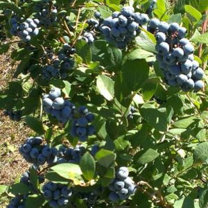 Hampton Blue plants